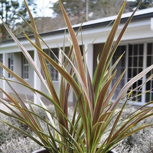 Cordyline x Electric Star - 2Ltr/2.5Ltr