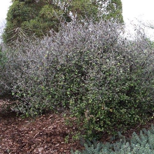 Corokia x virgata - Pot