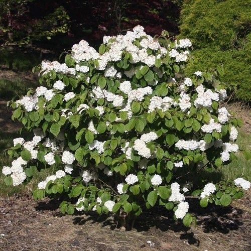 Viburnum opulus Nanum, Dwarf Cranberry Bush - 2.5Ltr