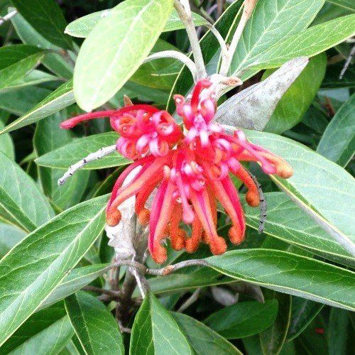 Grevillea victoriae - Pb6.5 (50/90)