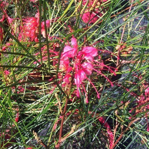 Grevillea Elegance - Pb6.5 (40/50)