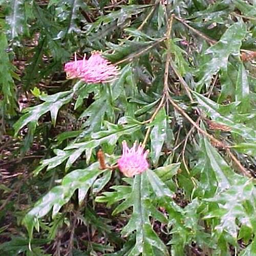 Grevillea barklyana - Pb6.5