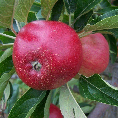 Apple Worcester Pearmain - Pb12