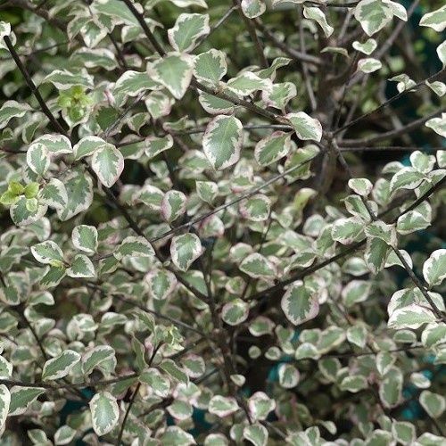 Pittosporum Silver Pillar - 12Ltr (180)
