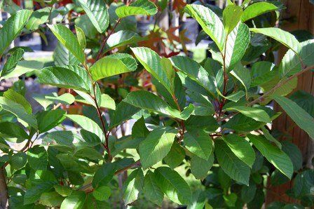 Alnus cremastogyne, Chinese Evergreen Alder - Pb12