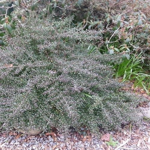 Coprosma Black Cloud - Pot