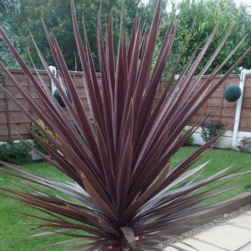Cordyline x Red Star, Cabbage Tree - Pb3/Pb5 (40/60)