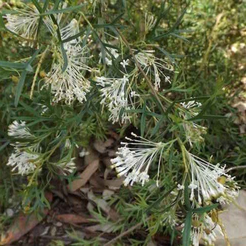 Grevillea White Wings - Pb6.5