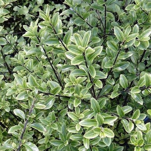 Pittosporum Mountain Jade - 4.5Ltr
