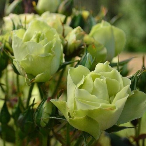 Rose Green with Envy (floribunda)