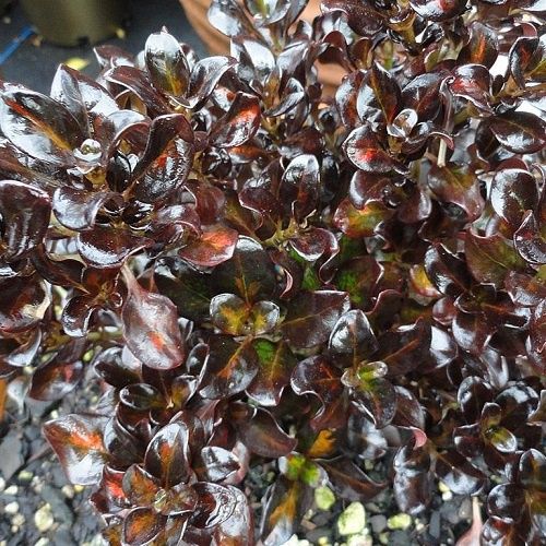 Coprosma Midnight Martini - 2.5Ltr