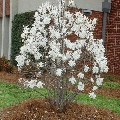Magnolia stellata Waterlily, Star Magnolia - Pb28