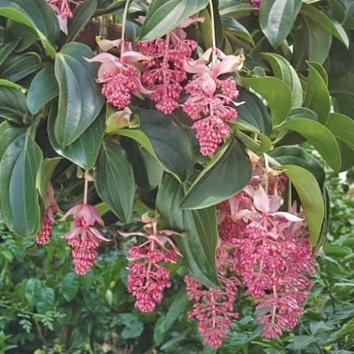 Medinilla myriantha - Pb5