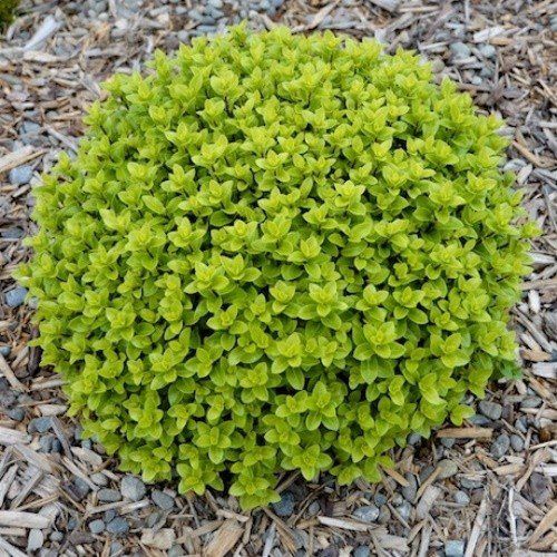 Pittosporum Midget - Pb5