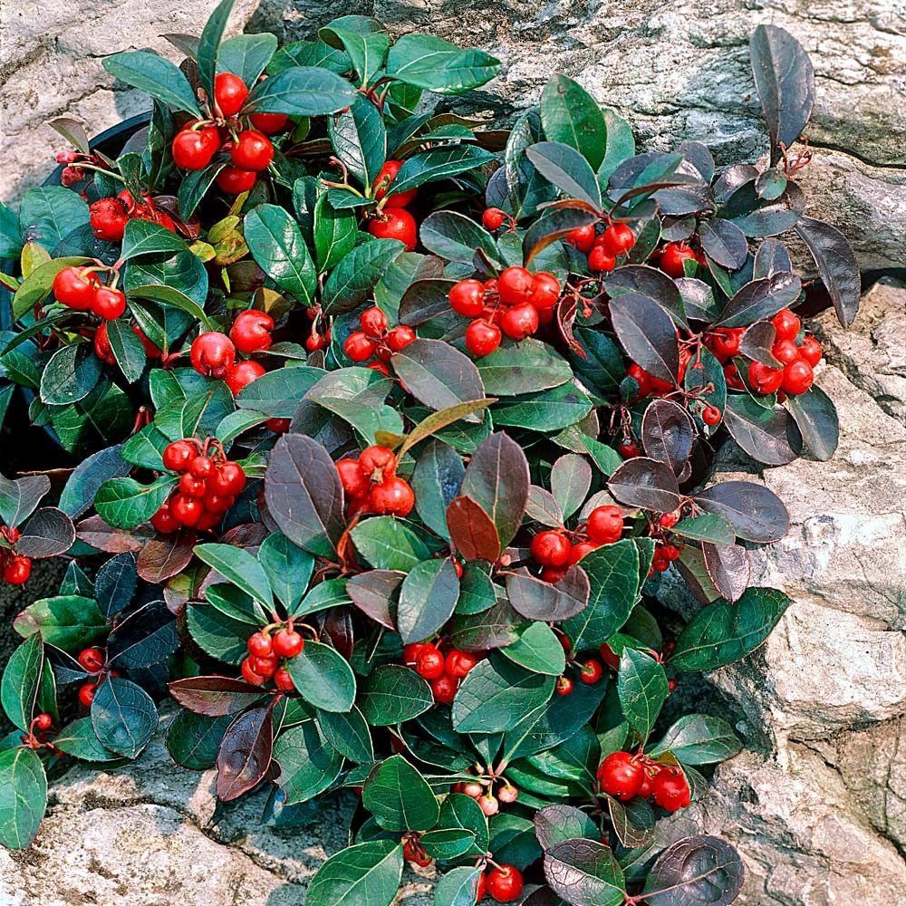 Gaultheria procumbens, Eastern Teaberry - 2.5Ltr