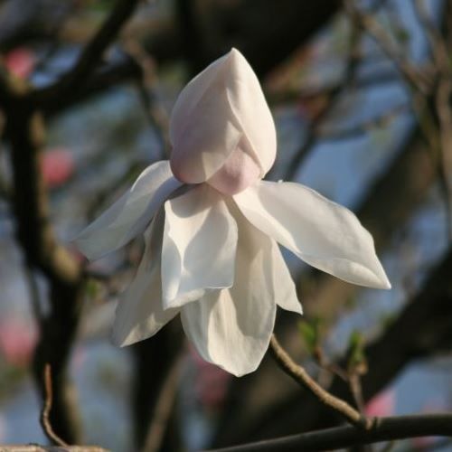Magnolia Sir Harold Hillier - Pb40