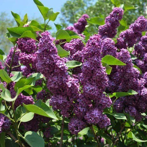 Syringa Ruhm von Horstenstein, Lilac - Pb12/Pb18
