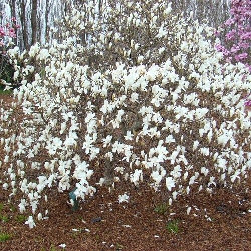 Magnolia Spring Snow - Pb18/Pb28