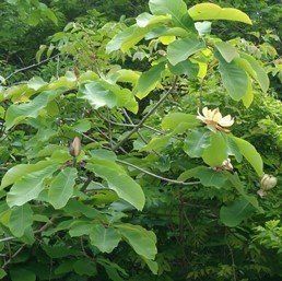 Magnolia rostrata, Beaked Magnolia - Pb28/Pb40