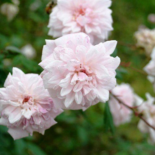 Rose Bloomfields Abundance (climbing)