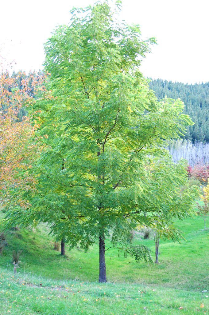 Juglans nigra, Black Walnut - Pb40 (150/250)