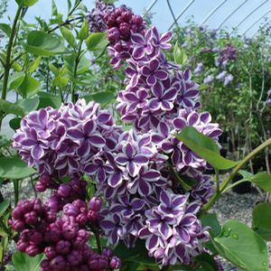 Syringa Sensation, Lilac - Pb12/Pb18