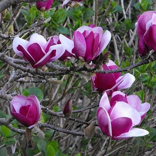 Magnolia Cameo - Pb18