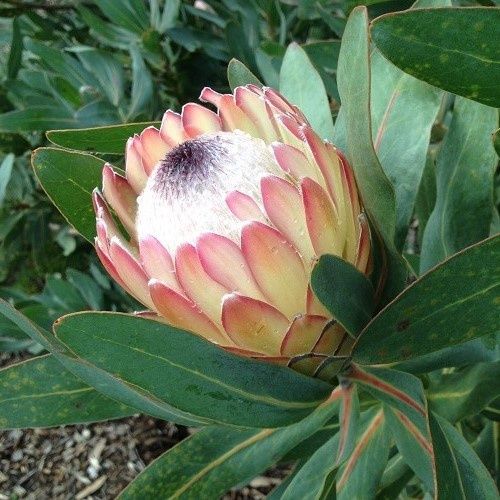 Protea Susara - 3.5Ltr