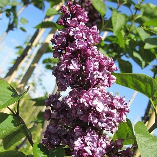 Syringa Pat's Lilac - Pb12/Pb18