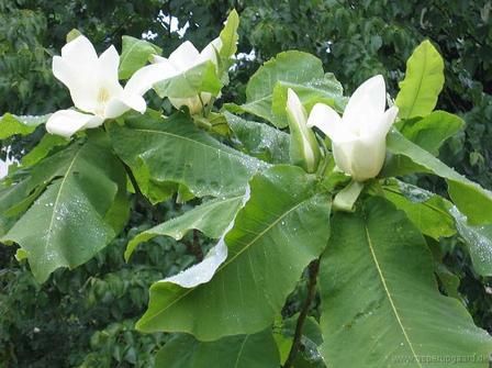 Magnolia macrophylla, Bigleaf Magnolia - Pb60