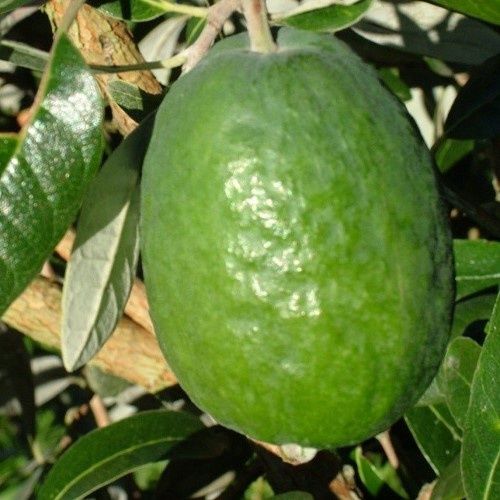 Feijoa Takaka - 2.5Ltr/3.5Ltr (80/100)