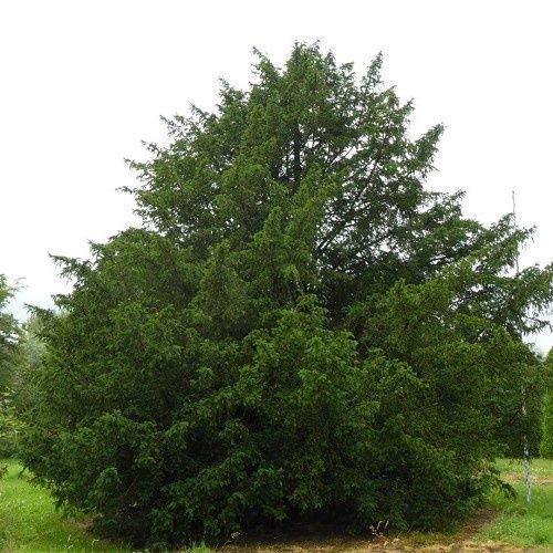 Taxus baccata