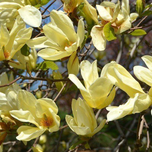 Magnolia Elizabeth - Pb28