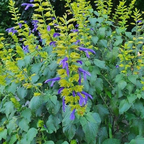 Salvia Limelight, Mexican Sage - Pot