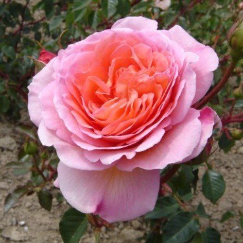Rose Abraham Darby (Austin bush rose)