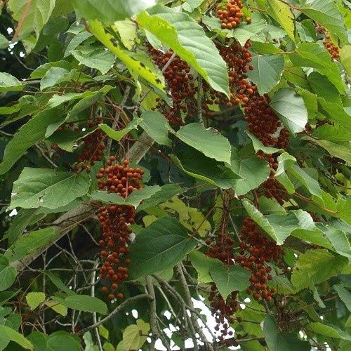 Idesia polycarpa (female), Wonder Tree - Pb18