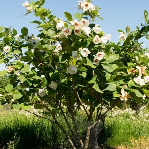 Magnolia sieboldii, Oyama Magnolia - Pb18