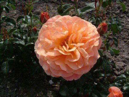 Rose Beach Baby (floribunda)