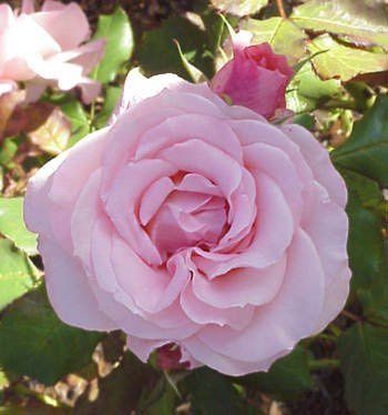 Rose Bridal Pink (floribunda)
