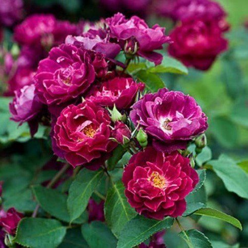 Rose Cardinal Hume (old fashioned)