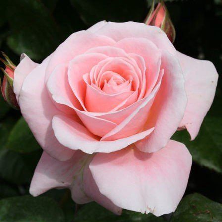Rose Dear One (floribunda)