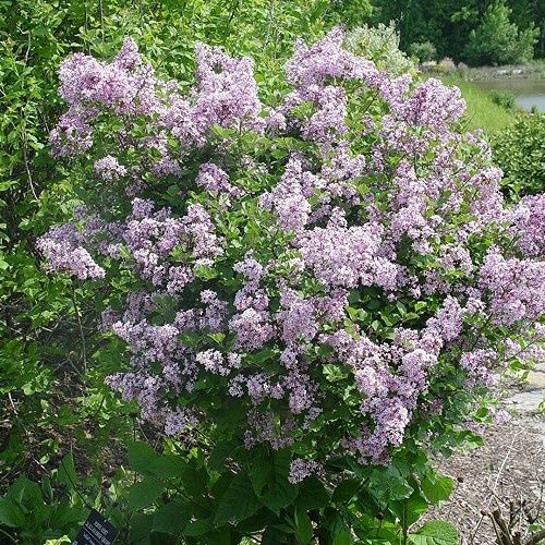 Syringa Palibin, Korean Lilac - 6Ltr