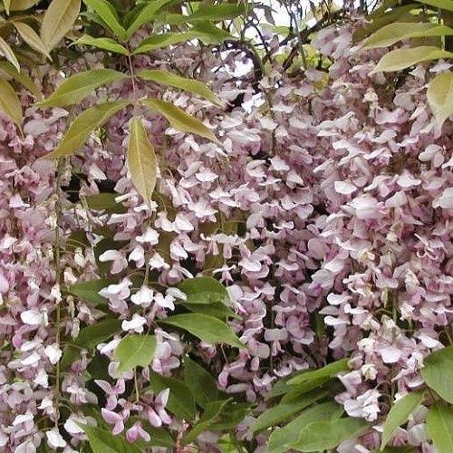 Wisteria Pink Ice - Pb12