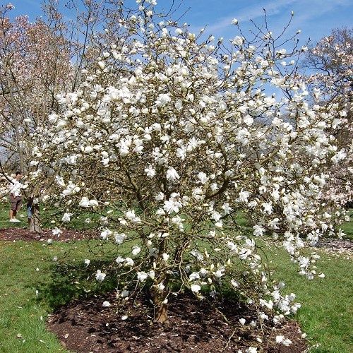 Magnolia stellata, Star Magnolia - Pb28