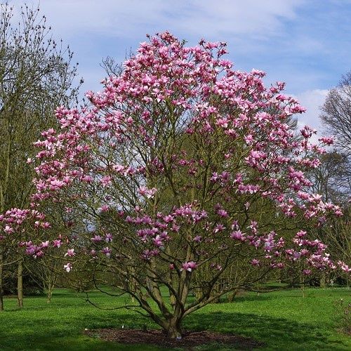 Magnolia Star Wars - Pb18/Pb28