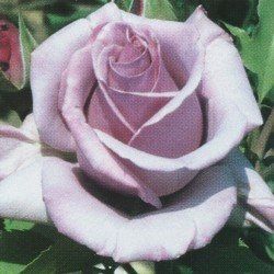 Rose Blue Nile (bush, hyb. tea)