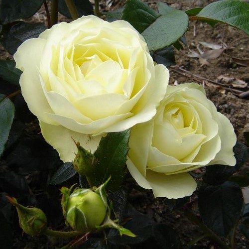 Rose Lemon And Lime (floribunda)