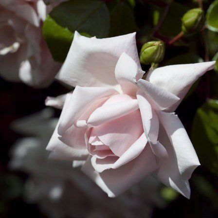 Rose New Dawn (climbing)