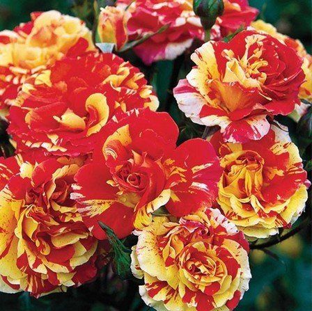 Rose Oranges and Lemons (floribunda)