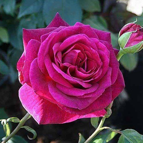 Rose Blackberry Nip (hyb. tea, standard)